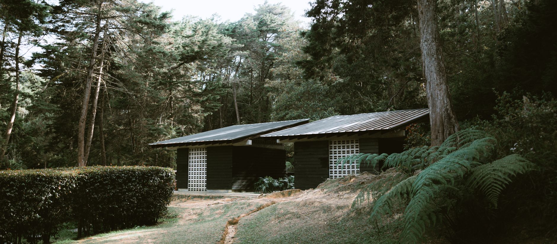 Cabañas de madera entre pinos